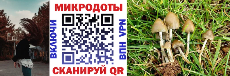 MEGA вход  Камызяк  Псилоцибиновые грибы Psilocybe 